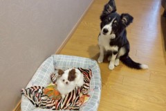 bordercollie202504_007