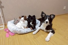 bordercollie202504_008