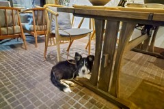 bordercollie202504_009