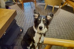 bordercollie202504_010