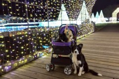 bordercollie202504_011