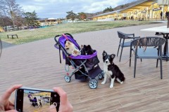 bordercollie202504_014