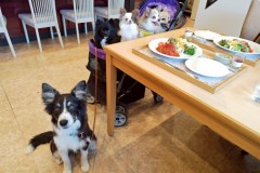 bordercollie202504_017