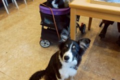 bordercollie202504_018