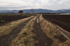 bordercollie202504_019