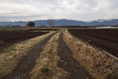 bordercollie202504_020