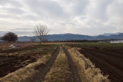 bordercollie202504_021