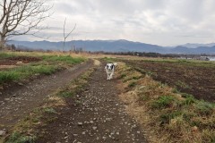 bordercollie202504_022