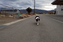 bordercollie202504_026