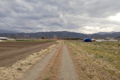 bordercollie202504_029