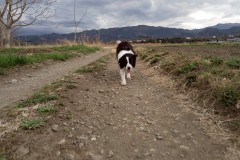 bordercollie202504_030