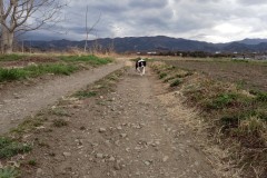 bordercollie202504_031