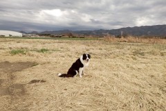 bordercollie202504_033