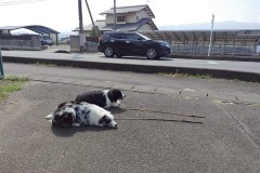 bordercollie202504_034