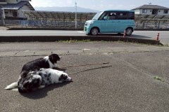 bordercollie202504_035