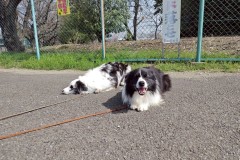 bordercollie202504_036