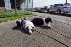 bordercollie202504_038