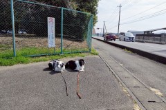 bordercollie202504_040