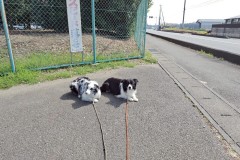 bordercollie202504_041