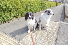 bordercollie202504_042