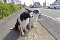 bordercollie202504_043