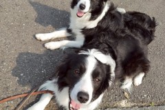 bordercollie202504_044