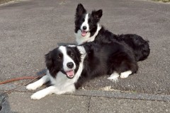 bordercollie202504_045