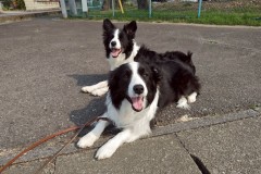 bordercollie202504_046