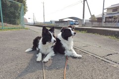 bordercollie202504_047