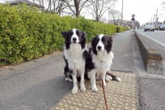 bordercollie202504_048