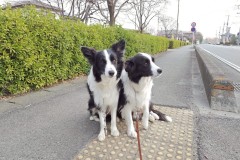 bordercollie202504_049