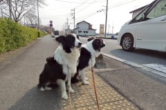 bordercollie202504_050