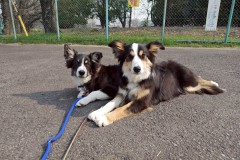 bordercollie202504_051