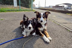 bordercollie202504_052