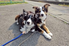 bordercollie202504_053