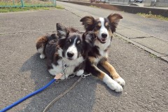 bordercollie202504_054