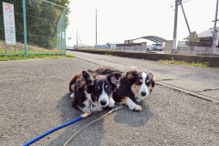 bordercollie202504_055