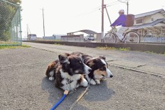 bordercollie202504_056